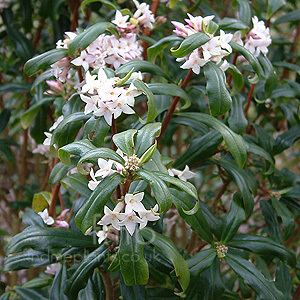 Daphne bholua Daphne bholua Daphne Information Pictures amp Cultivation Tips