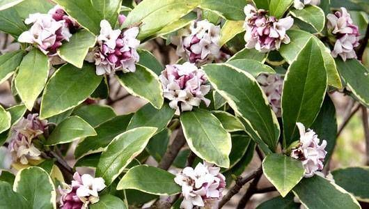 Daphne (plant) How to grow Daphne odora MNN Mother Nature Network