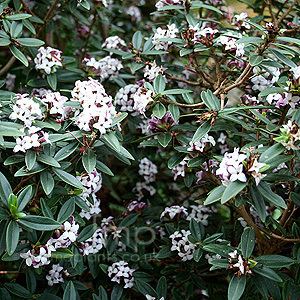 Daphne tangutica Daphne tangutica Daphne Information Pictures amp Cultivation Tips