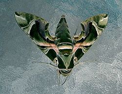 Daphnis (moth) httpsuploadwikimediaorgwikipediacommonsthu