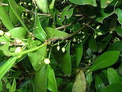 Daphnopsis httpsuploadwikimediaorgwikipediacommonsthu