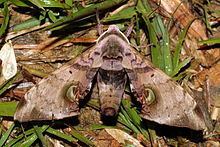 Daphnusa ocellaris httpsuploadwikimediaorgwikipediacommonsthu