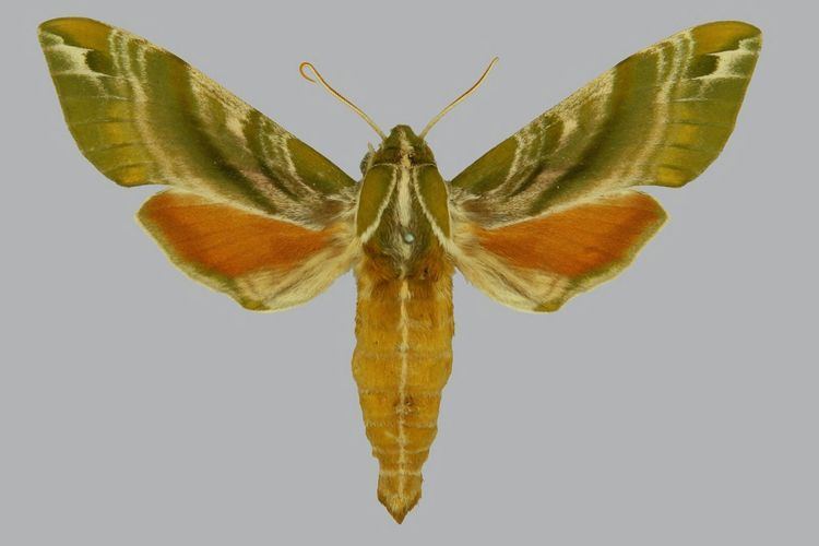 Darapsa versicolor Taxonomy Sphingidae Taxonomic Inventory