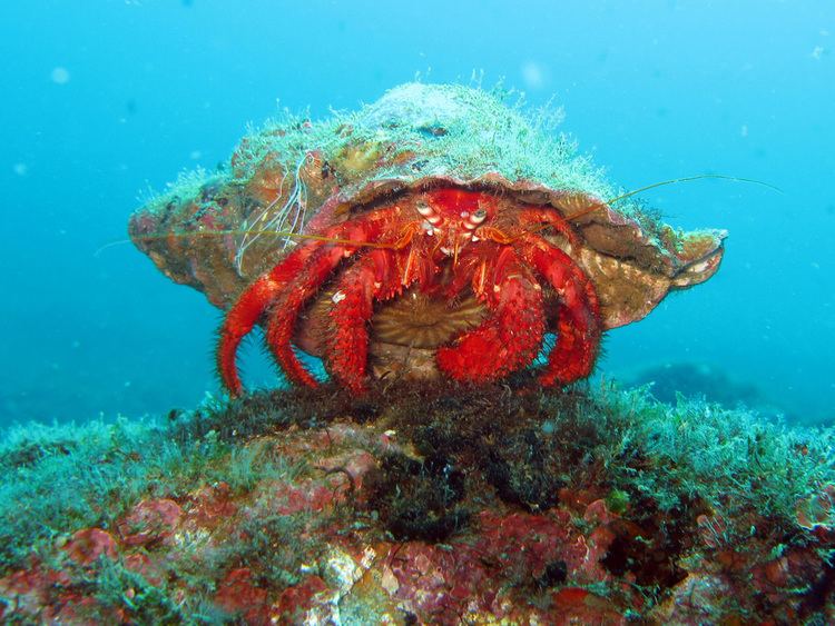 Dardanus calidus Red Hermit Crab Dardanus calidus Marco Flickr