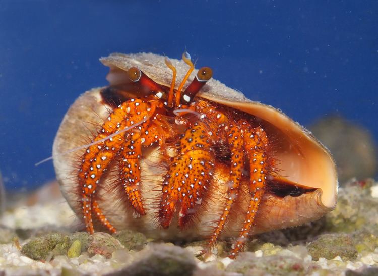 Dardanus megistos Whitespotted hermit crab Dardanus megistos Size approx Flickr