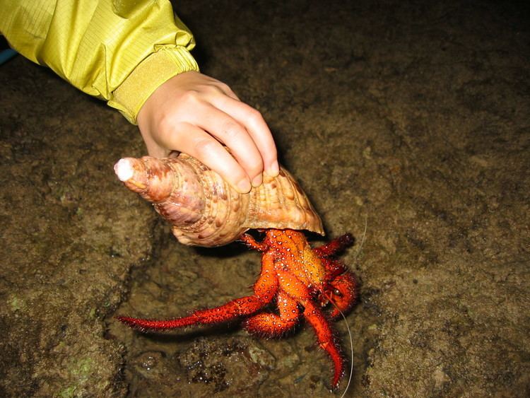 Dardanus megistos Whitespotted Hermit Crab Dardanus megistos Reef Central Online