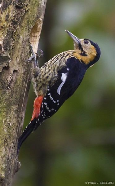 Darjeeling woodpecker orientalbirdimagesorgimagesdatadarjeelingwood