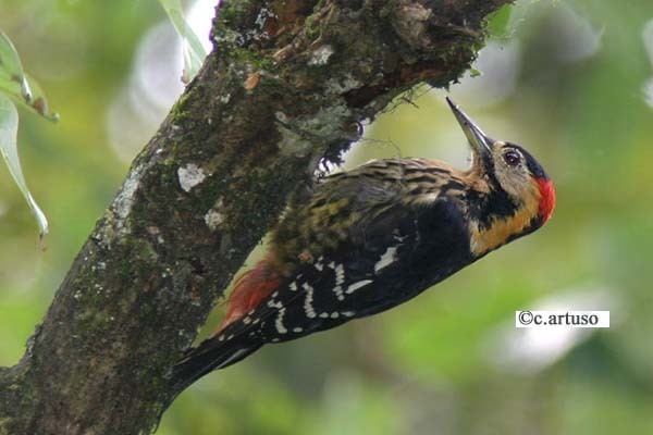 Darjeeling woodpecker Oriental Bird Club Image Database Darjeeling Woodpecker