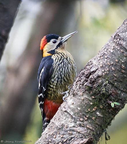 Darjeeling woodpecker Oriental Bird Club Image Database Photographers