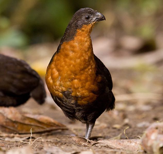 Dark-backed wood quail Sapayoa Ecuador Bird Photos Photo Keywords ecuador