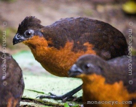 Dark-backed wood quail Dark Backed Wood Quail Odontophoridae New World Quail Ecuador