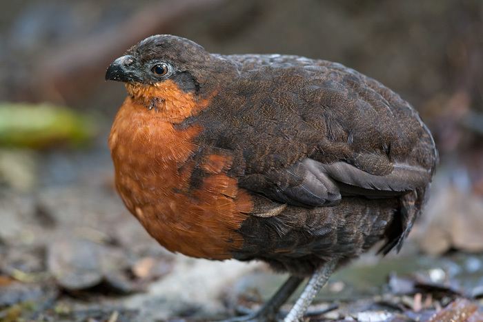 Dark-backed wood quail darkbacked woodquail corcovado dorsioscuro Esp Odontophorus