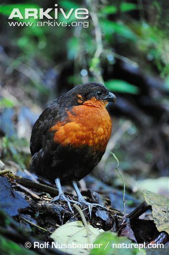 Dark-backed wood quail Darkbacked woodquail videos photos and facts Odontophorus