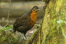 Dark-backed wood quail Darkbacked wood quail Wikipedia