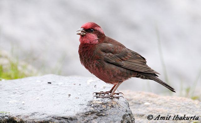 Dark breasted rosefinch - Alchetron, the free social encyclopedia