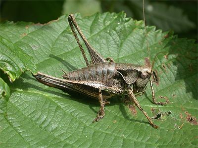 Dark bush-cricket Dark Bush Cricket Pholidoptera griseoaptera