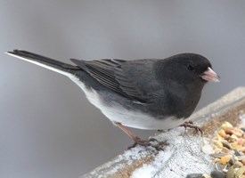 Dark-eyed junco Darkeyed Junco Identification All About Birds Cornell Lab of
