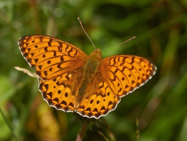 Dark green fritillary Dark green fritillary Wikipedia