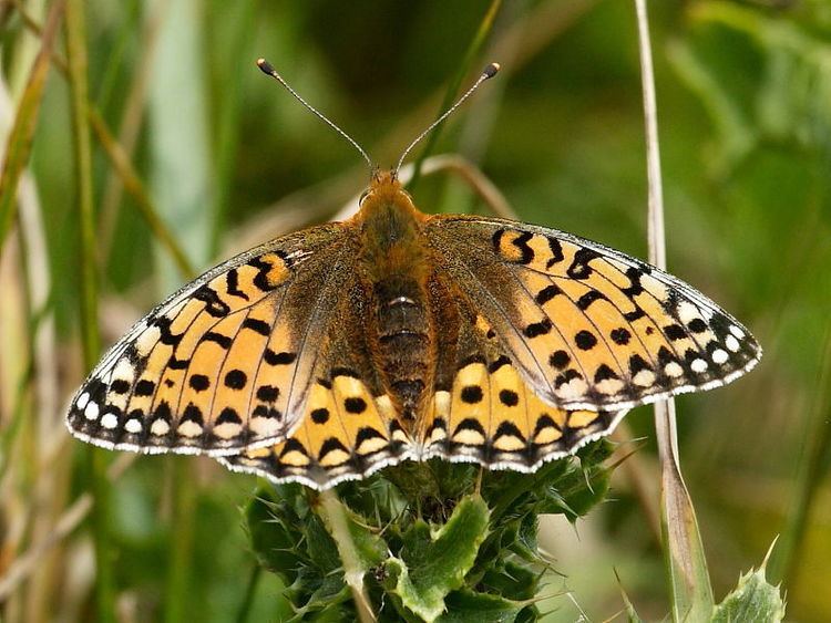 Dark green fritillary Identification of the male and female Dark Green Fritillary