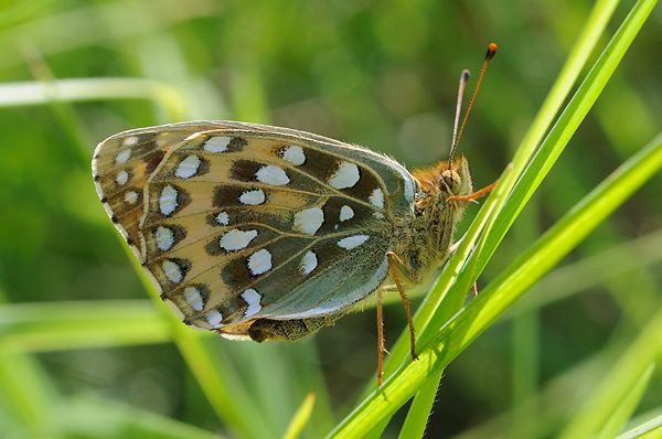 Dark green fritillary British Butterflies A Photographic Guide by Steven Cheshire