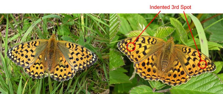 Dark green fritillary UK Butterflies Dark Green Fritillary Argynnis aglaja