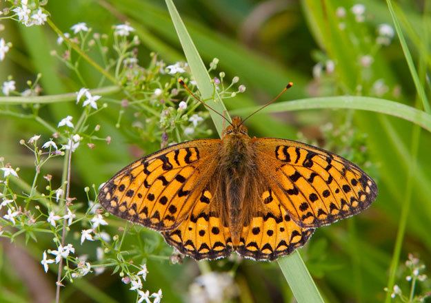 Dark green fritillary Butterfly Conservation Dark Green Fritillary