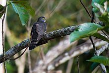 Dark hawk-cuckoo httpsuploadwikimediaorgwikipediacommonsthu