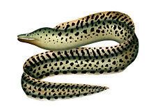 Dark moray eel httpsuploadwikimediaorgwikipediacommonsthu