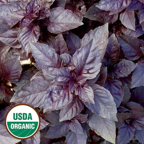 Dark opal basil Purple Dark Opal Basil Organic Herb Seed Savers Exchange