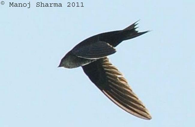 Dark-rumped swift Oriental Bird Club Image Database Darkrumped Swift Apus acuticauda
