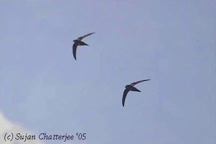 Dark-rumped swift Oriental Bird Club Image Database Darkrumped Swift Apus acuticauda