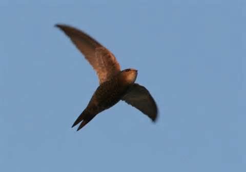 Dark-rumped swift More on Apus acuticauda Darkrumped Swift