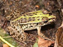 Dark-spotted frog httpsuploadwikimediaorgwikipediacommonsthu