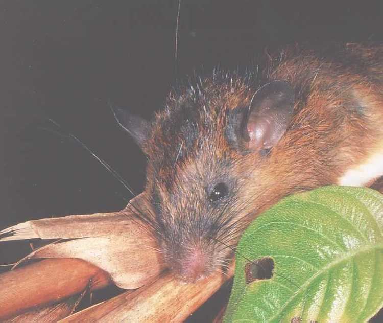 Dark-tailed tree rat