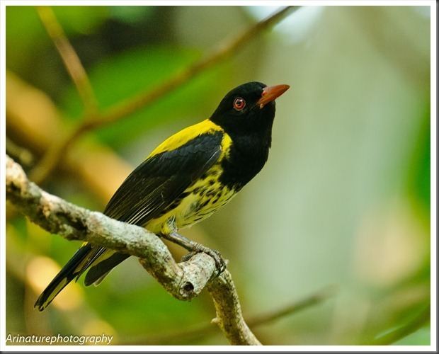 Dark-throated oriole Naturalist Photography DarkThroated Oriole And Great Iora sharing