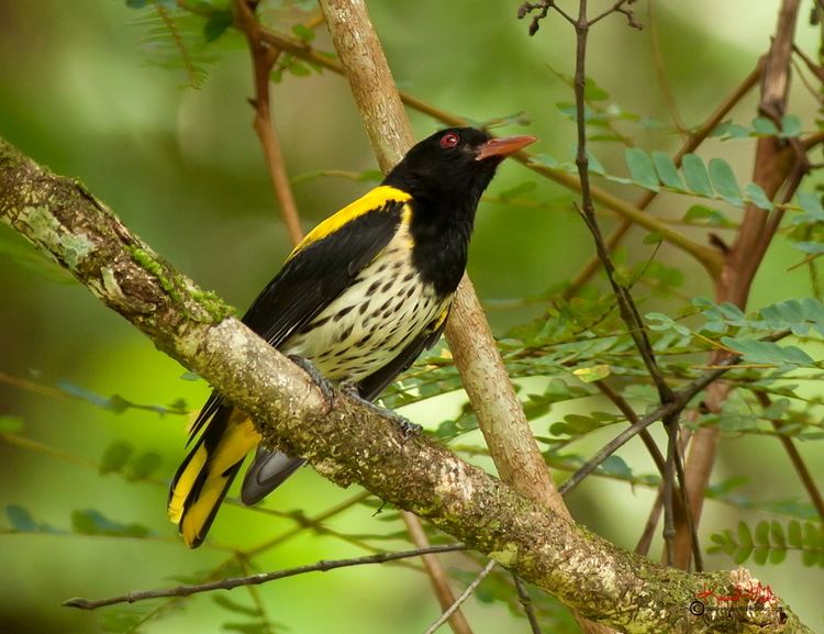 Dark-throated oriole SOUTH EAST ASIA BIRDS Malaysia birds paradise Darkthroated Oriole