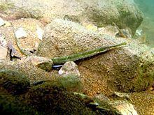 Darkflank pipefish httpsuploadwikimediaorgwikipediacommonsthu