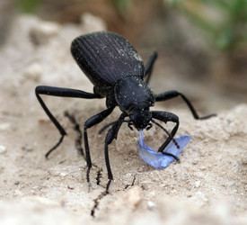 Darkling beetle tolweborgtreeToLimageseleodeshispilabris250ajpg