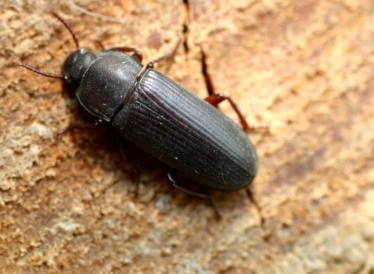 Darkling beetle Darkling Beetles and Mealworm Information Pictures