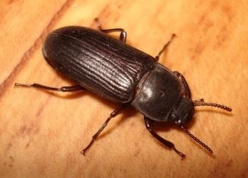 Darkling beetle Darkling beetle Entomologists39 glossary Amateur Entomologists