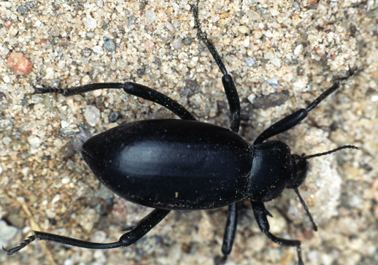 Darkling beetle Darkling Beetles