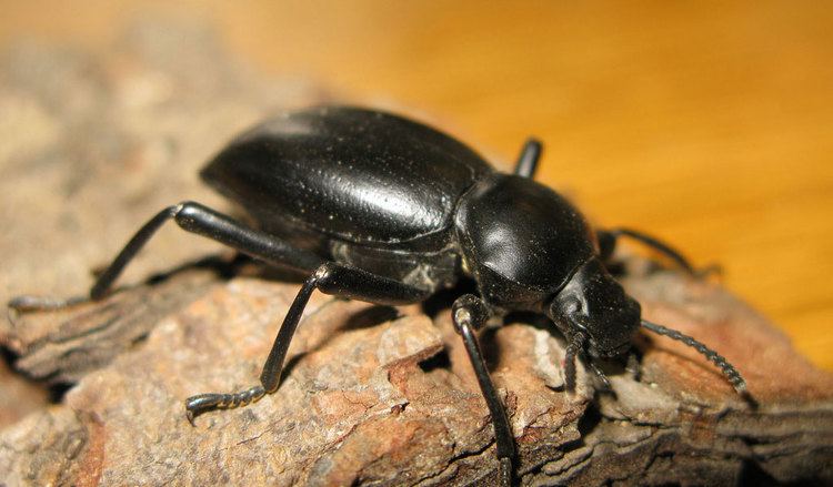 Darkling beetle Darkling Beetle Facts Information amp Pictures
