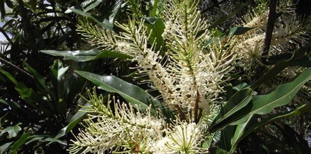 Darlingia Brown Silky Oak Plant Guide Lifestyle HOME