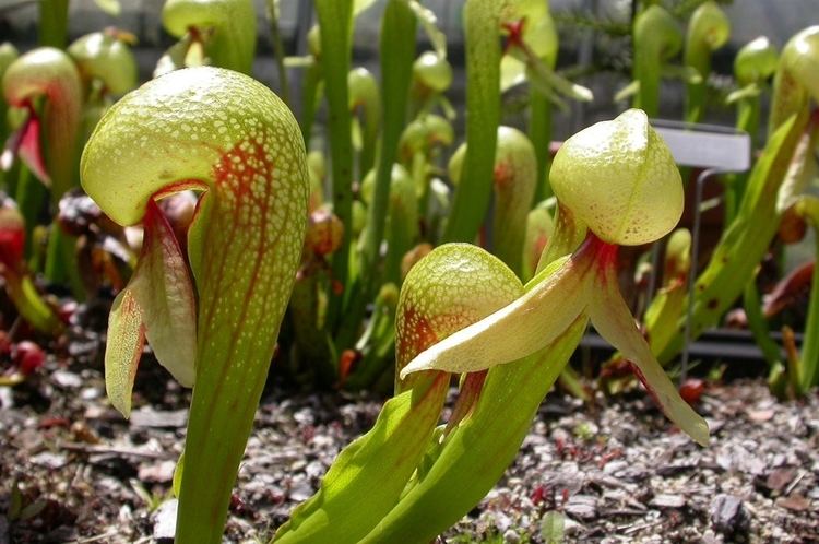 Darlingtonia californica Darlingtonia californica for Sale Grow Carnivorous Plants