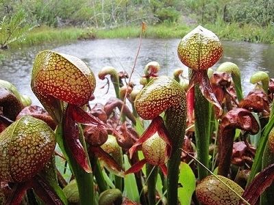 Darlingtonia californica Darlingtonia californica quotThe Pondsquot