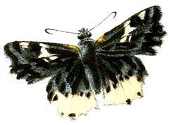 Darpa (butterfly) httpsuploadwikimediaorgwikipediacommonsthu