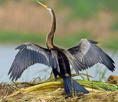 Darter Oriental darter Birds of India