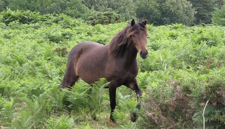 Dartmoor pony Dartmoor Ponies Visit Dartmoor