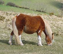 Dartmoor pony Dartmoor pony Wikipedia