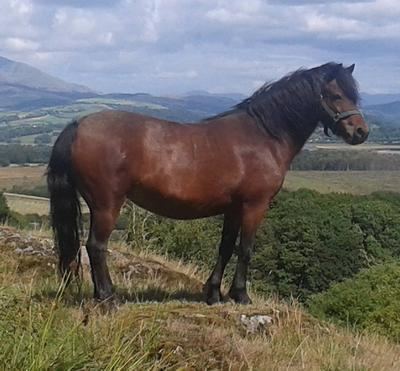 Dartmoor pony Dartmoor Pony RBST